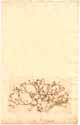 Gypsophila muralis L., front