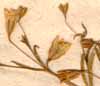 Gypsophila muralis L., blomställning x8