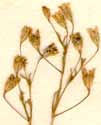 Gypsophila muralis L., blomställning x8
