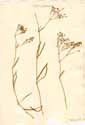 Gypsophila muralis L., front