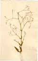 Gypsophila paniculata L., front