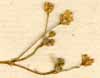 Gypsophila paniculata L., blomställning x8