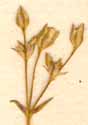 Gypsophila repens L., blomställning x8