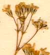 Gypsophila repens L., inflorescens x8