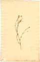 Gypsophila rigida L., front