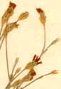 Gypsophila rigida L., inflorescens x8