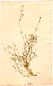 Gypsophila sp., front