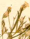 Gypsophila sp., inflorescens x8