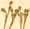 Gypsophila sp., blomställning x8