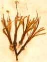 Haemanthus puniceus L., flower x6