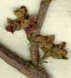 Hamamelis virginiana L., blomställning x8