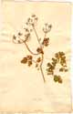 Hasselquistia aegyptiaca L., framsida