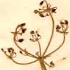 Hasselquistia aegyptiaca L., blomställning x7
