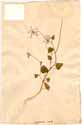 Hasselquistia cordata L., framsida