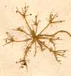 Hasselquistia cordata L., blomställning x7