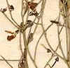 Hedysarum alhagi L., blommor & frukt x8