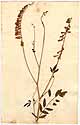 Hedysarum alpinum L., front