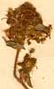 Hedysarum barbatum L., blomställning x7