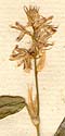 Hedysarum bupleurifolium L., blomställning x8