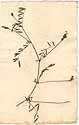 Hedysarum caput-galli L., framsida