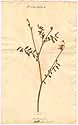 Hedysarum caput-galli L., front