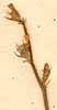 Hedysarum caput-galli L., inflorescens x8