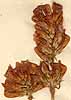 Hedysarum coronarium L., blomställning x5