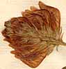 Hedysarum coronarium L., blomställning x8