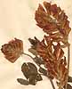 Hedysarum coronarium L., blomställning x4