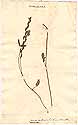 Hedysarum diphyllum L., framsida