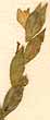 Hedysarum diphyllum L., inflorescens x8
