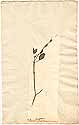 Hedysarum diphyllum L., framsida