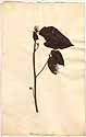 Hedysarum ecastaphyllum L., front