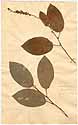 Hedysarum gangeticum L., front
