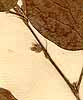 Hedysarum gangeticum L., närbild x8