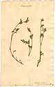 Hedysarum hamatum L., front