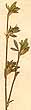 Hedysarum hamatum L., blomställning x5