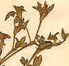Hedysarum hamatum L., närbild x8