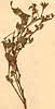 Hedysarum hamatum L., närbild x3