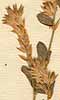 Hedysarum latebrosum L., inflorescens x8