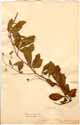 Hedysarum lineatum L., framsida