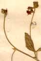 Hedysarum lineatum L., blomställning x8