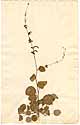 Hedysarum maculatum L., front