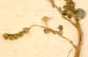 Hedysarum moniliferum L., fruits x6