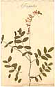 Hedysarum obscurum L., framsida