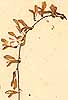Hedysarum obscurum L., inflorescens x4