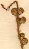 Hedysarum onobrychis L., blomställning x8