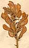 Hedysarum onobrychis L., blomställning x8