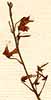 Hedysarum retroflexum L., flowers x8