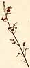 Hedysarum retroflexum L., blomställning x6